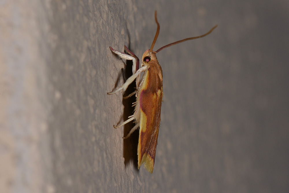 Tortricidae? No, Peleopodidae: Carcina quercana